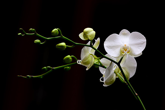 White Orchid