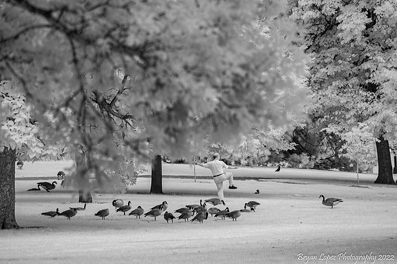 Tai Chi with Geese