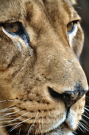 Lioness