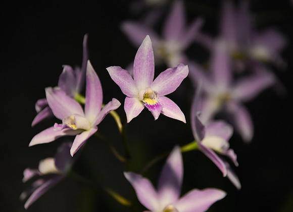Laelia Orchid