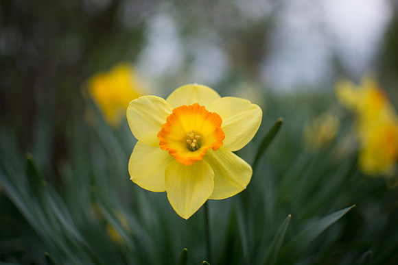 Yellow Daffodils