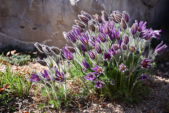 Greater Pasque Flower