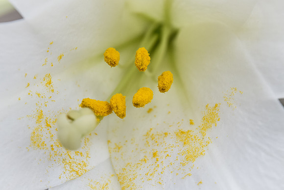 White Lily