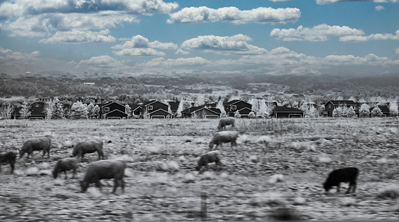 Urban Bovines