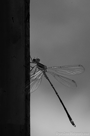Dragonfly