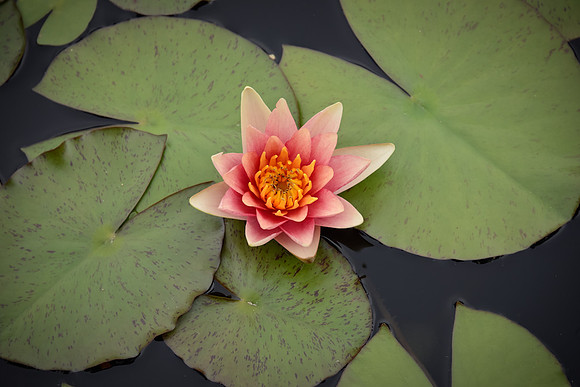 Water Lilies