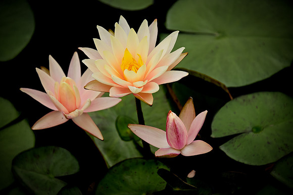 Water Lilies - Pink