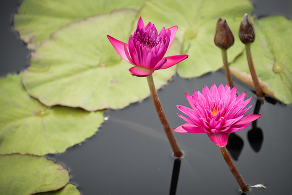 Water Lilies - Magenta