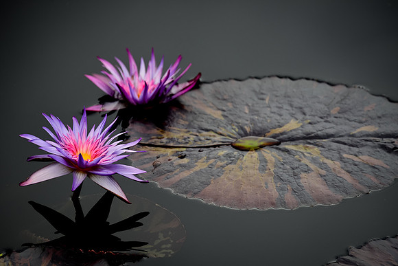 Water Lilies