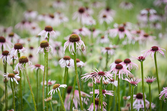 Purple Coneflower