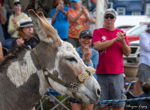 Fairplay Burro Days