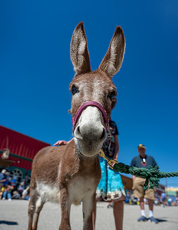 Burro Days Fairplay