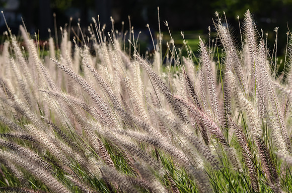 Fountain Grass