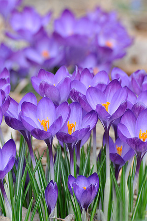 Purple Crocus