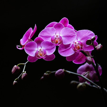 Orchids