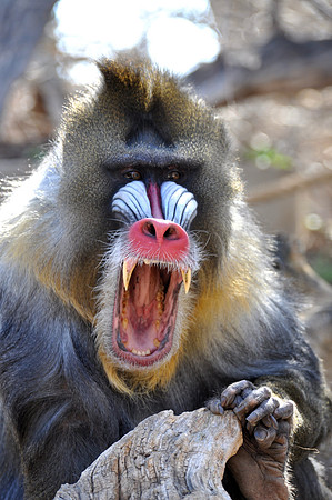 Baboon