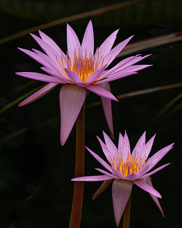 Pink Water Lilies
