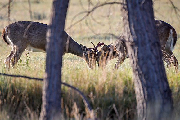 2018 RMA - BL_3466