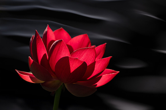 Red Water Lily