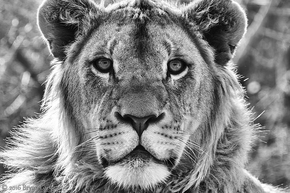 Young Male Lion