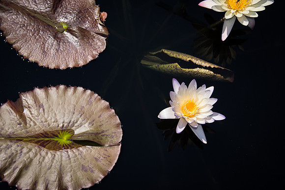 Water Lilies - Yellow
