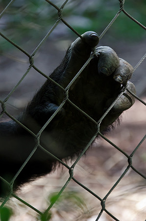 Captive Lowland Gorilla