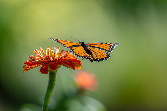 Zinnia and Monarch