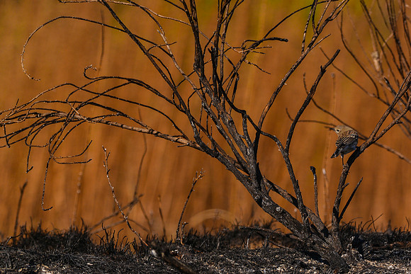 Burned Habitat - Rocky Mountain Arsenal