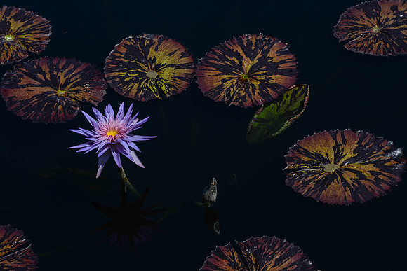 Water Lilly - Purple