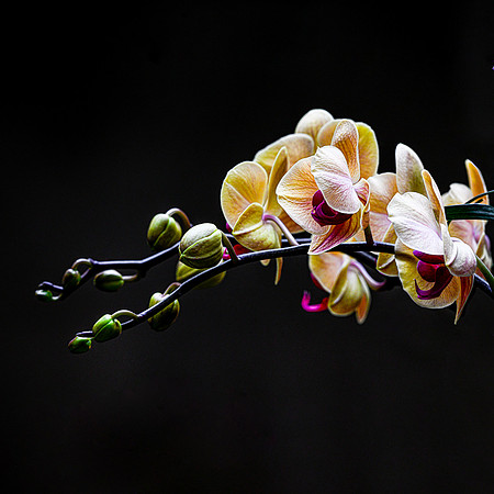 Yellow and Pink Orchids
