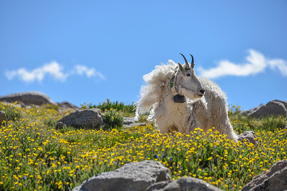 Mt. Evans Mountain Goat