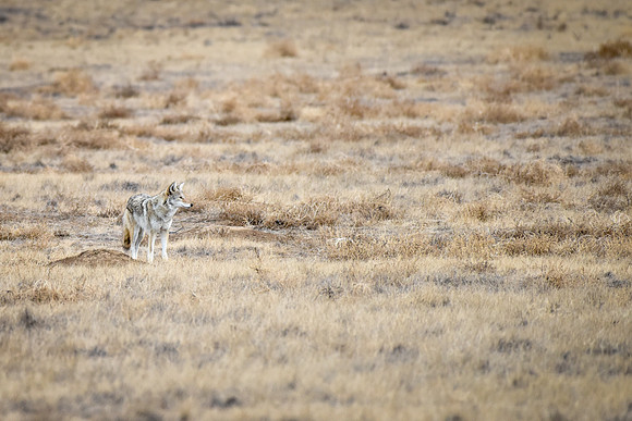 RMA Coyote