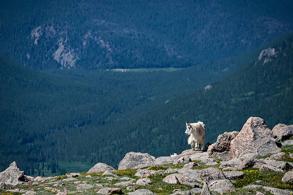 Mt. Evans Mountain Goats
