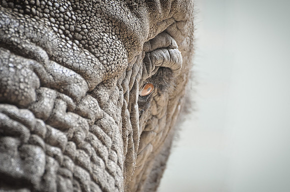 Elephant Eye