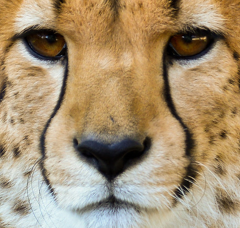 Resting Cheetah