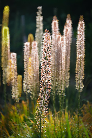 Foxtail Lily