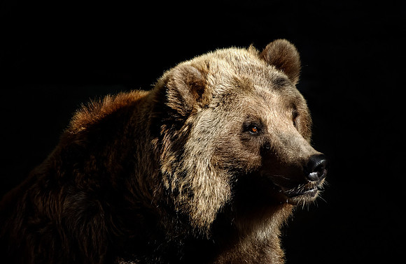 Grizzly Stare