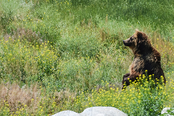 Grizzly Meadow