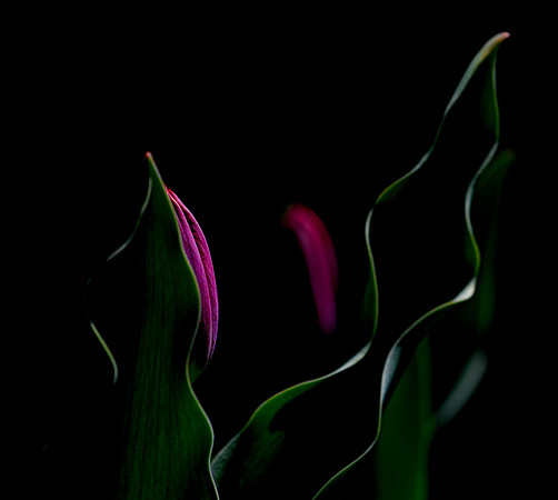 Deep Purple Tulips