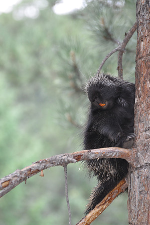 Treed Porcupine
