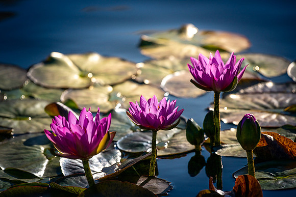 Pink Water Lily